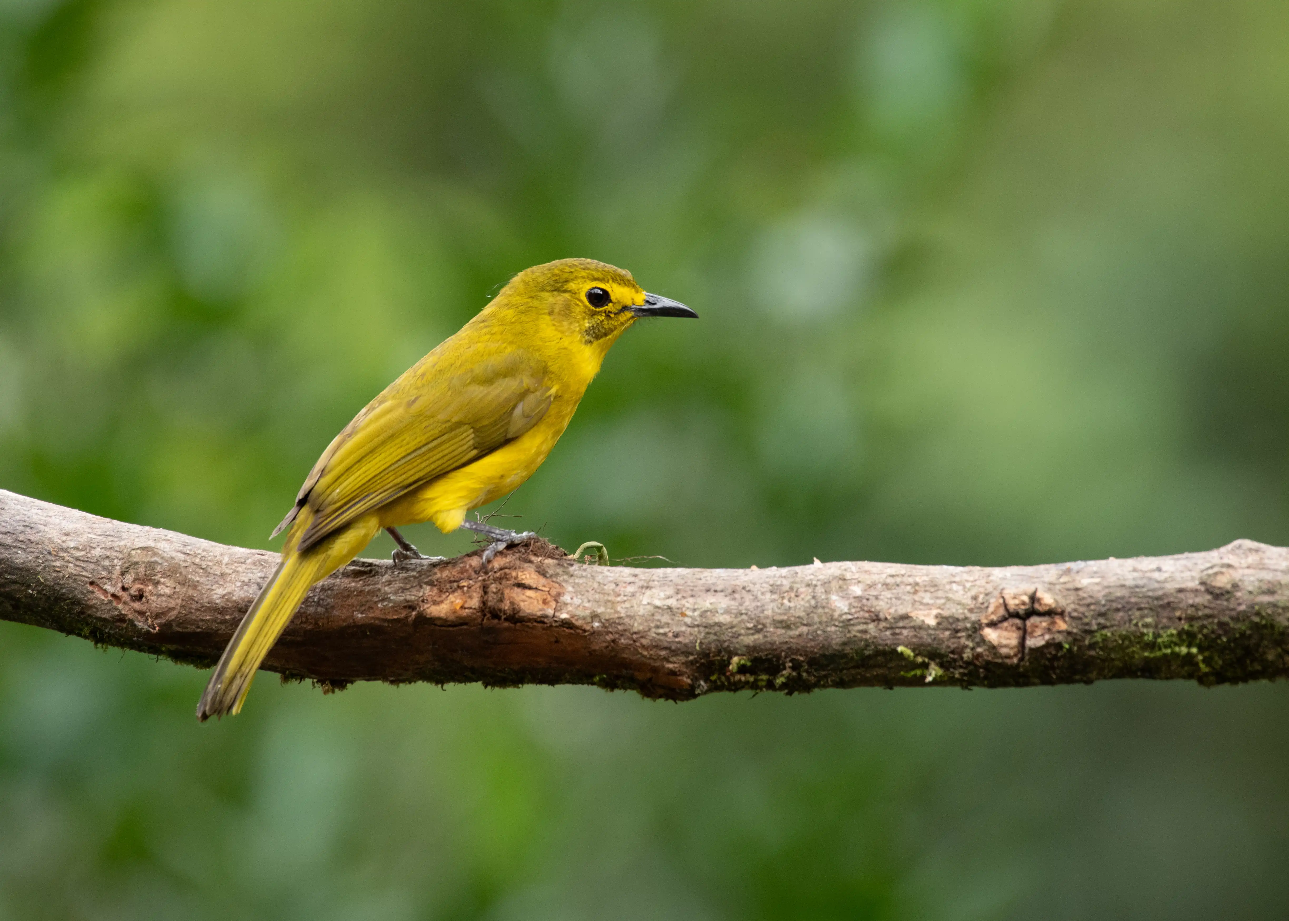 Yellow-browed bulbul perched on a branch